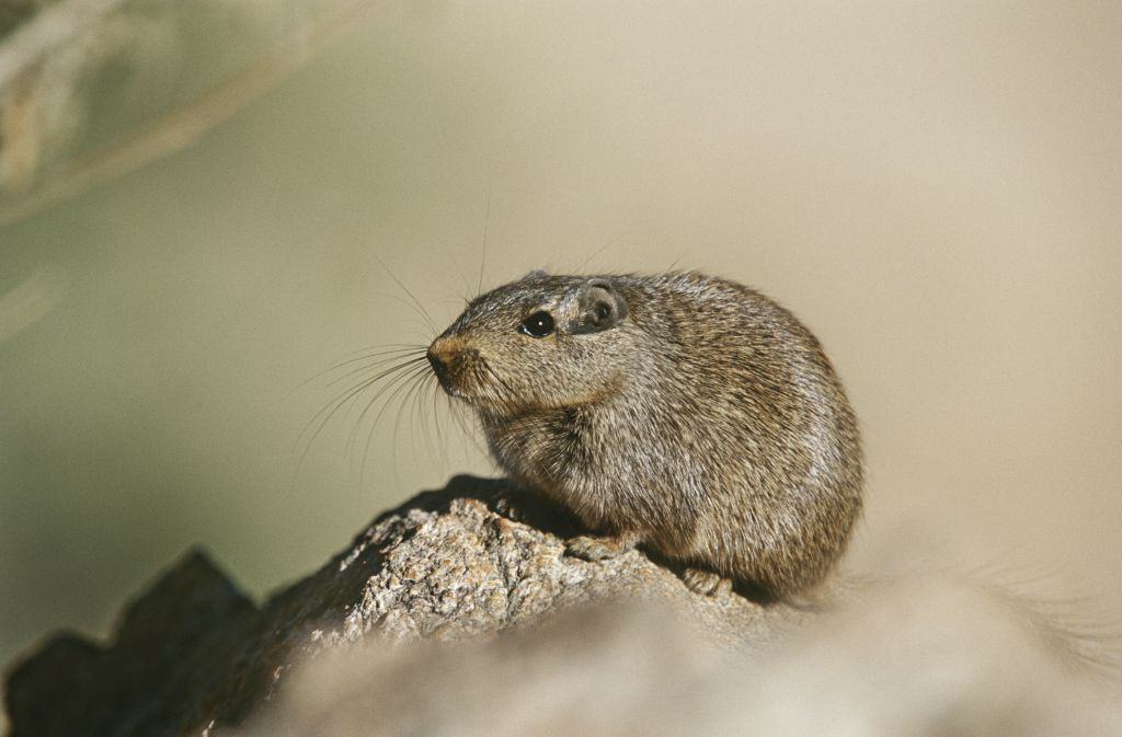In 18 Months, 2 Rats Could Have Over Million Descendants.