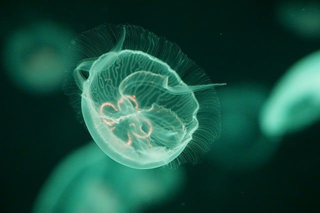 The Immortal Jellyfish: How To Live Forever