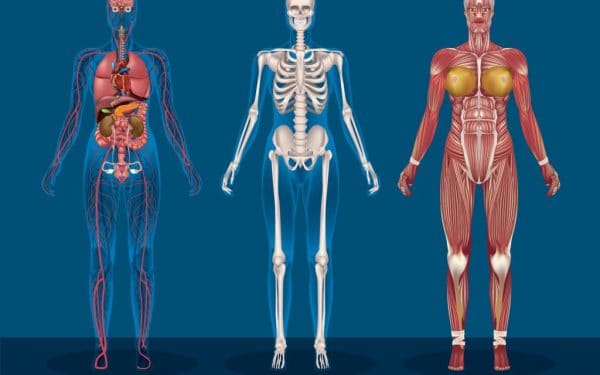 There’s Only One Human Organ That Naturally Regenerates.