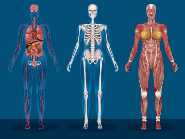 There’s Only One Human Organ That Naturally Regenerates.