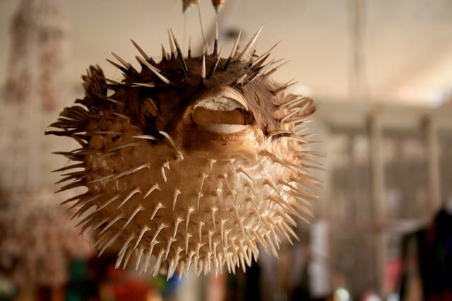 Blowfish is Illegal in USA?