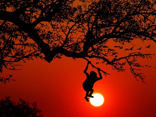 It’s illegal to climb a tree in Toronto