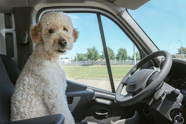New Jersey law requires honking at passing cars