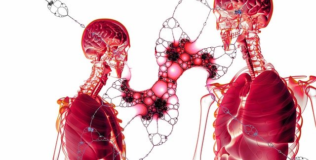 Human Circulatory System Is More Than 60,000 Miles Long